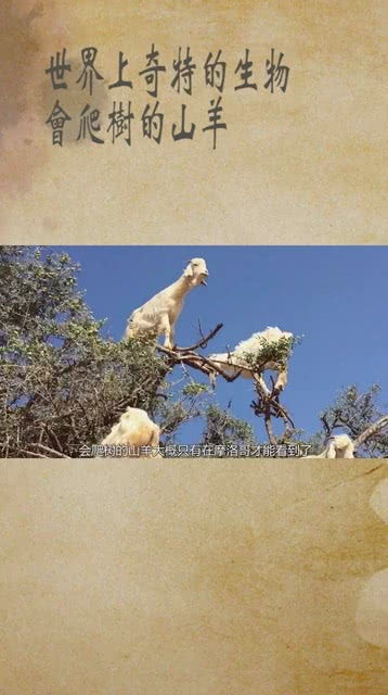 摩洛哥会爬树的羊，奇特生物：会爬树的羊