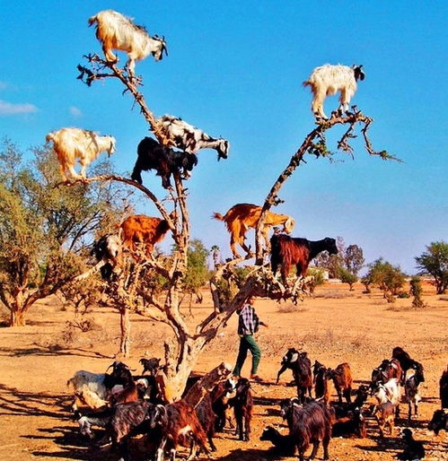 摩洛哥会爬树的羊