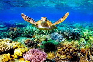 澳大利亚大堡礁潜水游玩攻略