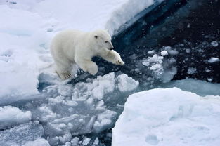 观察北极熊最佳时间，观察北极熊的最佳时间