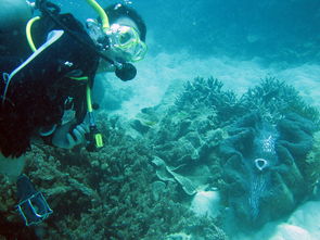 潜水探险大堡礁，大堡礁：潜水者的探险天堂