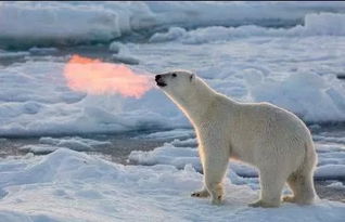 观察北极熊的作文