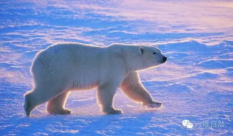 北极熊观察旅行经历了什么