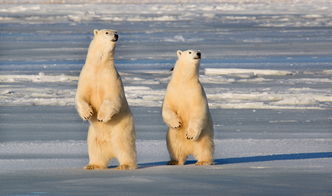 北极熊观察旅行经历怎么写