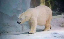 北极熊观察旅行经历的故事