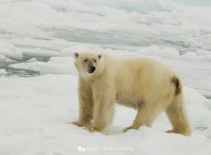 北极熊探险