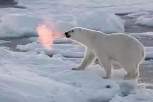 北极熊的环境