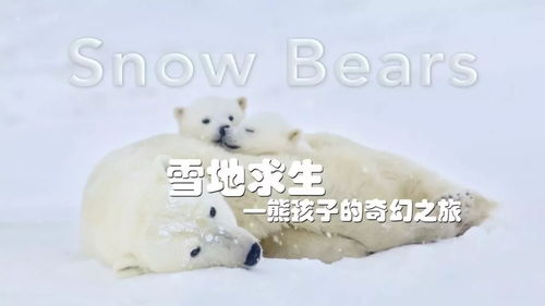 北极熊旅行社 黄予