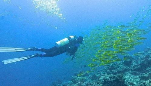 大堡礁深潜一般多少米