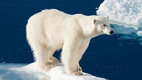 北极熊成长记