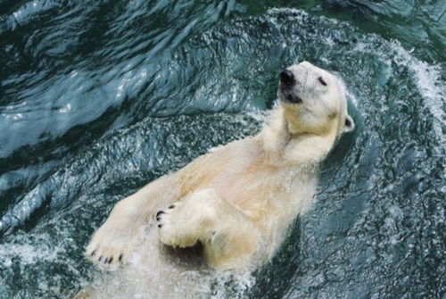 北极熊的处境有多危险